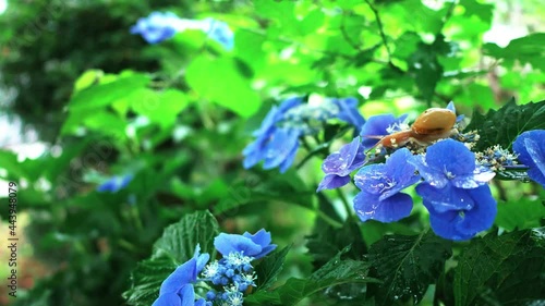 雨上がりの蝸牛と紫陽花と