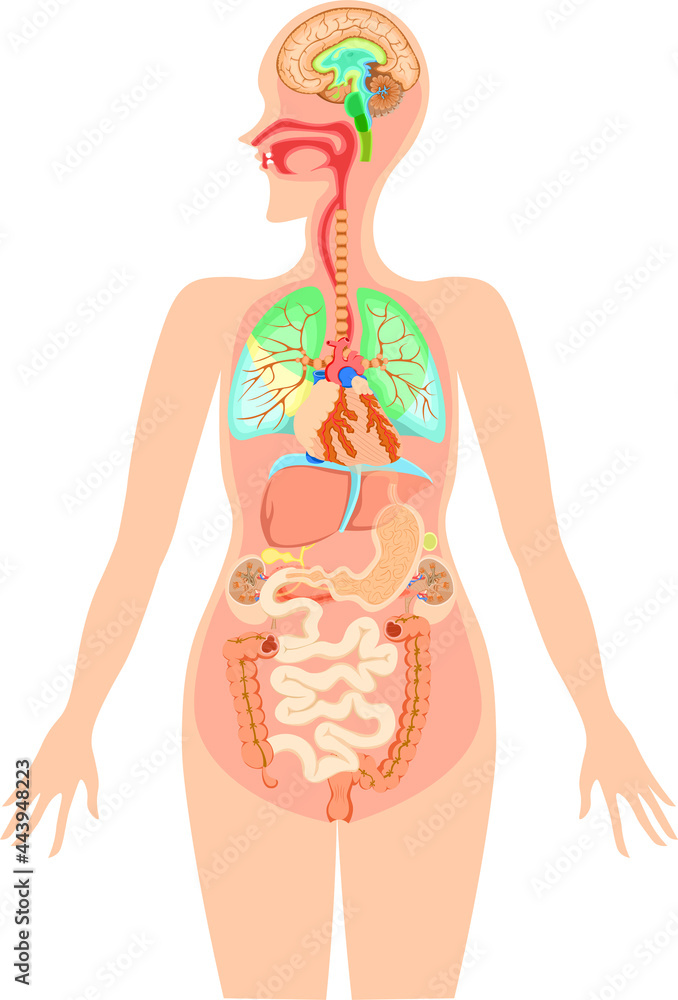 人体構造イラスト Stock Illustration Adobe Stock 人体構造イラスト Stock Illustration Adobe Stock