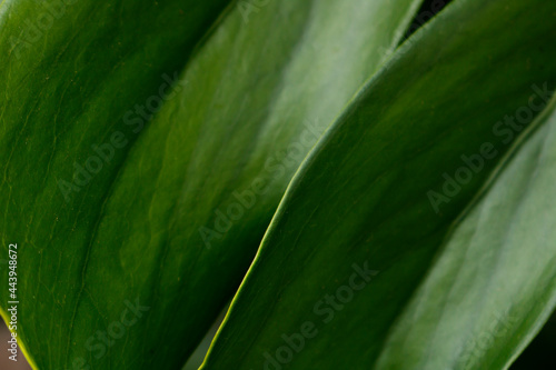 Detail shot of green leaves.