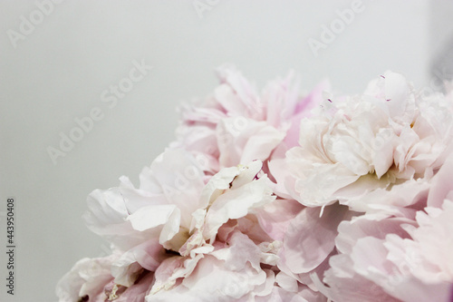 Bouquet of pink and white peonies close-up on a white background space for text. flat style.Floral natural background colorful assorted bouquet. Cozy home concept. Postcard or gift for Valentine s Day