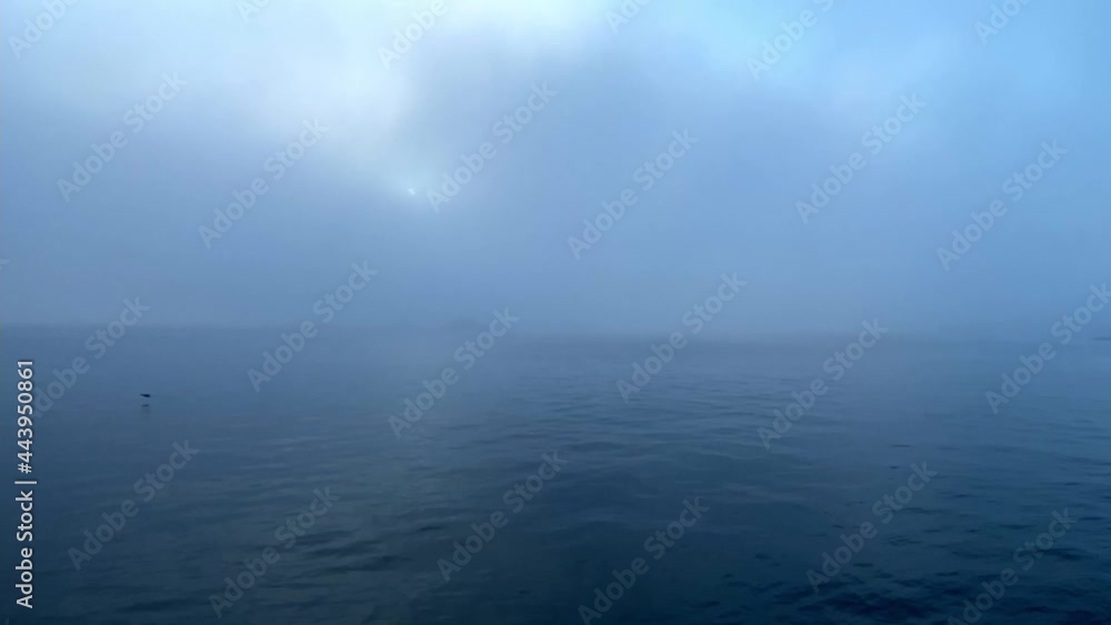 custom made wallpaper toronto digitalBird Flying Over Calm And Misty Ocean In Sydney NSW Australia - wide shot