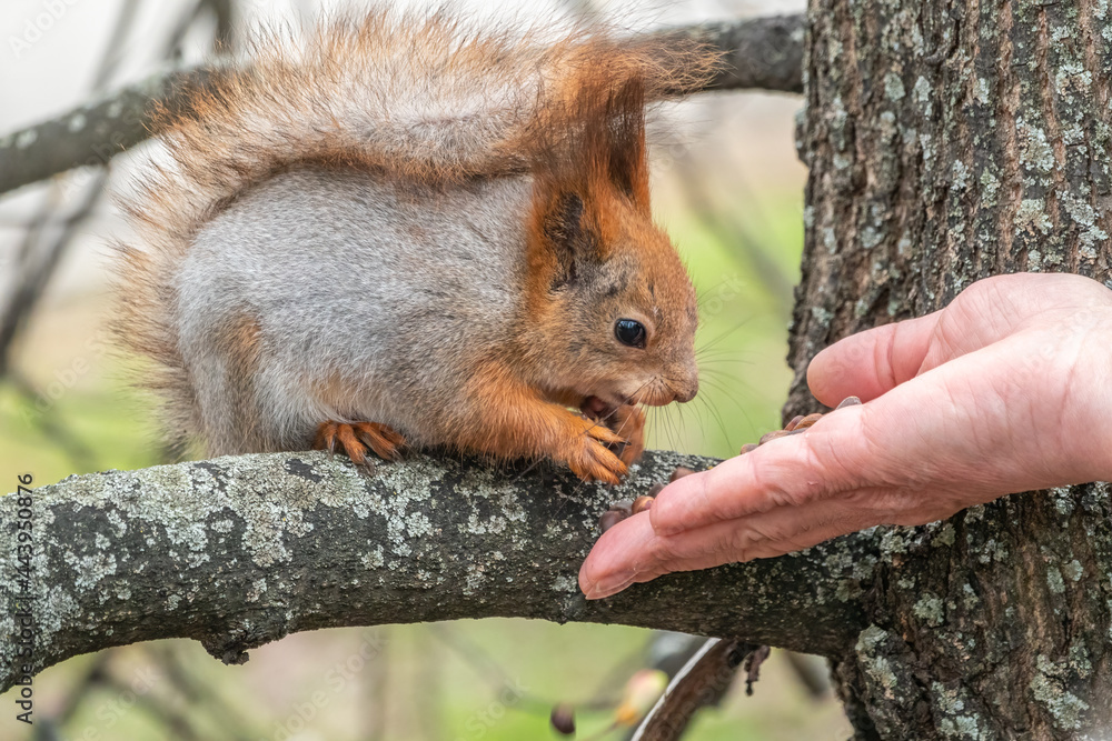 A squirrel in the spring or autumn eats nuts from a human hand. Eurasian red squirrel, Sciurus vulgaris A squirrel in the spring or autumn eats nuts from a human hand. Eurasian red squirrel, Sciurus vulgaris