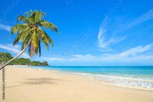Fototapeta Naklejka Na Ścianę i Meble -  Summer sand beach with coconut palm tree on a clear day.