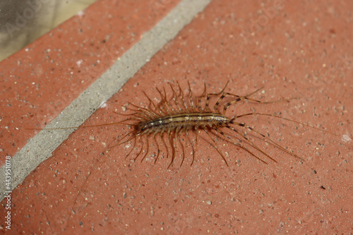 Obraz na plátne Scutigera coleoptrata, a centipede domestic insect  on the floor