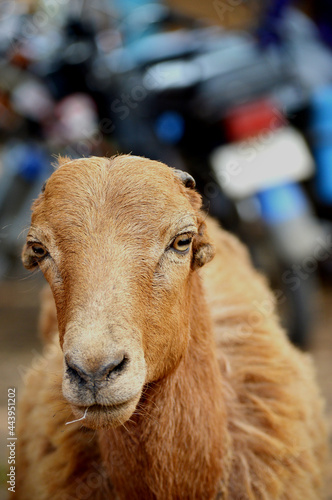 close up of a sheep