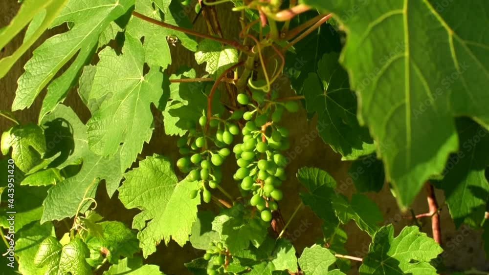 Grape leaves and branches with young green bunches of grapes swaying in the wind. Grape leaves and branches with young green bunches of grapes swaying in the wind.