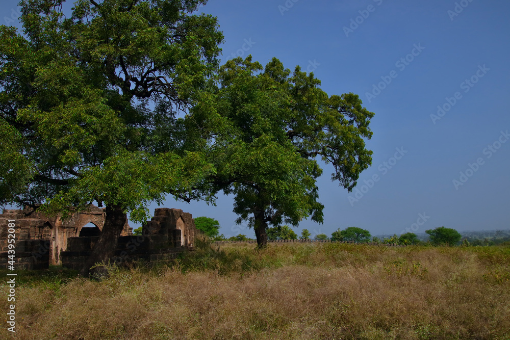 Islamic ruins under a tree against a blue sky Islamic ruins under a tree against a blue sky