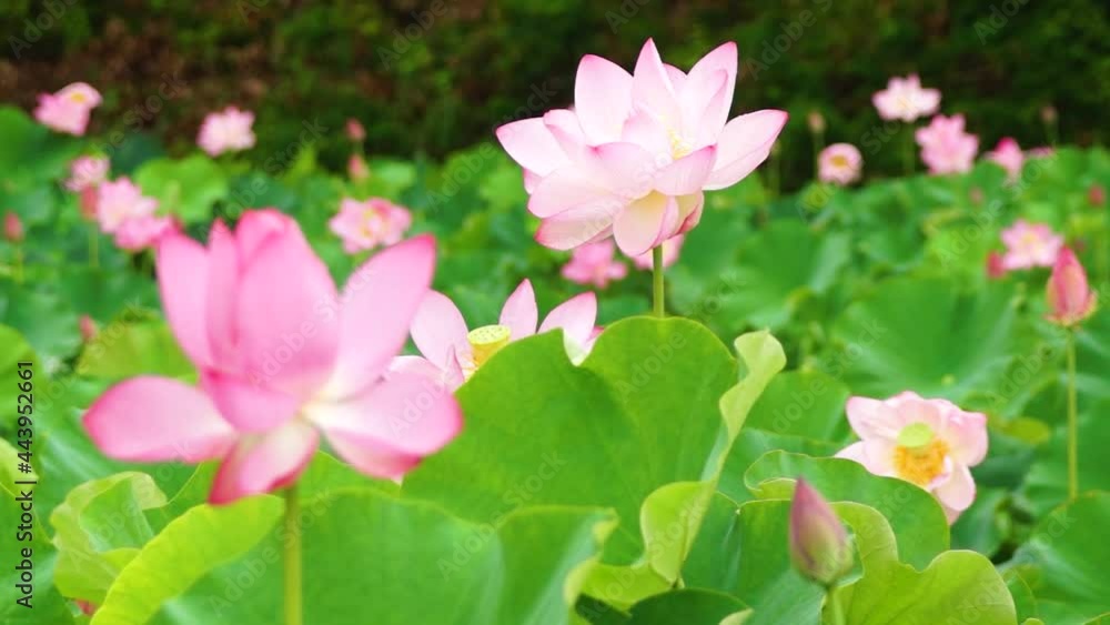 風にゆれる蓮の花 大賀ハス園 熊本県益城町 風にゆれる蓮の花 大賀ハス園 熊本県益城町