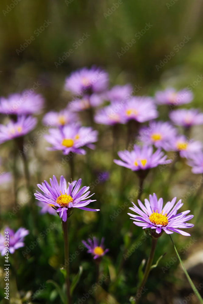 Felicia flowers or blue daisy. Blur effect. Felicia flowers or blue daisy. Blur effect.