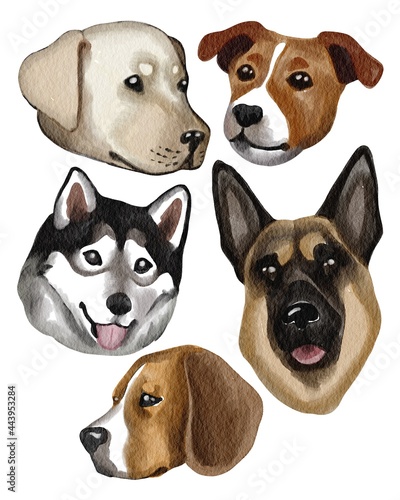 Watercolor hand drawing set of dog’s pet heads: labrador, corgi, german shepherd, husky, beagle. Use for print, postcard, poster, shop, market, veterinary, pets supplies, design, textile, pattern
