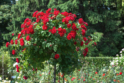 The standard rose 