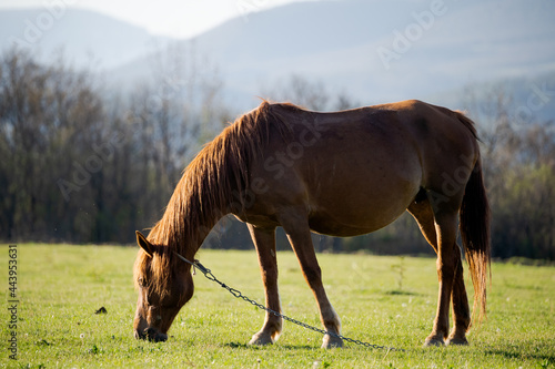 A lone red horse is eating fresh grass against the backdrop of high mountains. Horse breeding. Livestock.