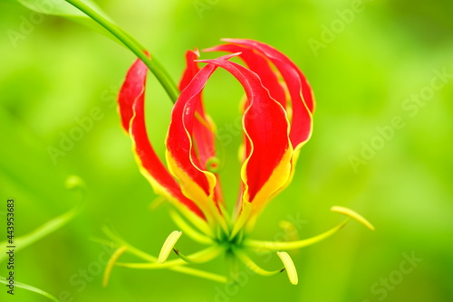 赤いユリグルマ