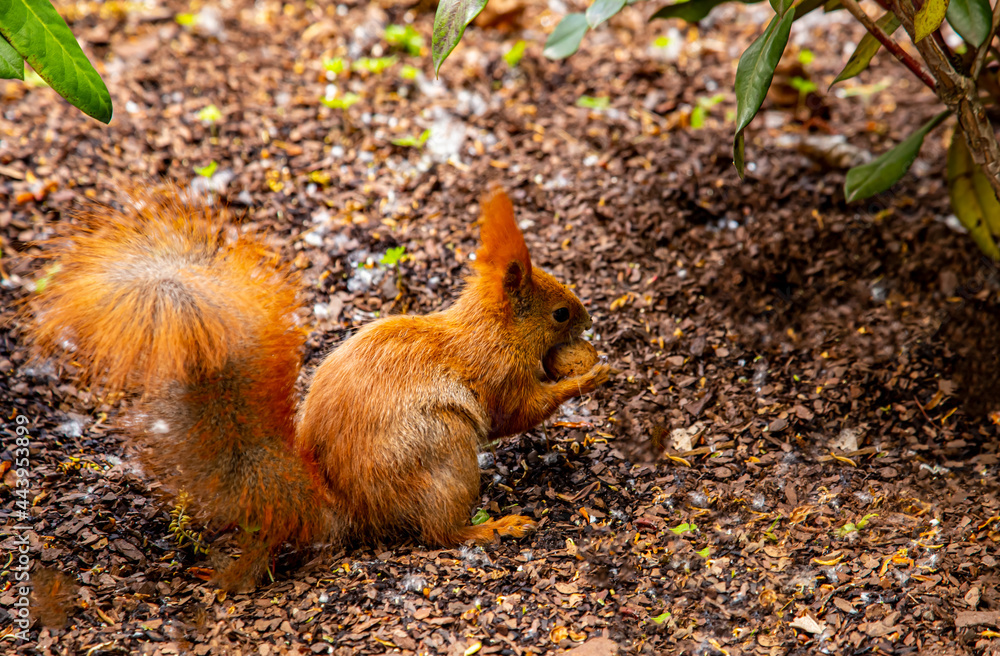 squirrel with peanut in the park squirrel with peanut in the park
