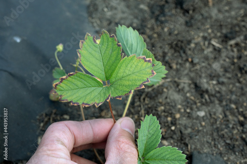 brown border on strawberry leaves can be sign of lack of calcium or excess of boron. problems with mineral fertilizers