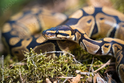 Royal python close-up. A graceful and graceful snake. Cold-blooded. A dangerous animal.