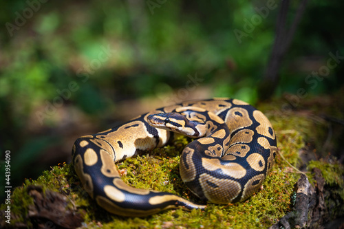 Royal python in the terrarium. Artificial conditions for keeping the snake. Calm reptile. photo
