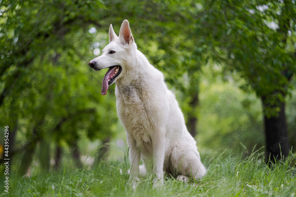 White Swiss Shepherd Dog sits on the grass. The happy kind dog stuck out his tongue. Lovely pets. White Swiss Shepherd Dog sits on the grass. The happy kind dog stuck out his tongue. Lovely pets.