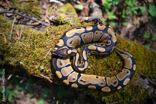 Graceful royal python on moss top view. Beautiful curves of the serpentine body. Close-up
