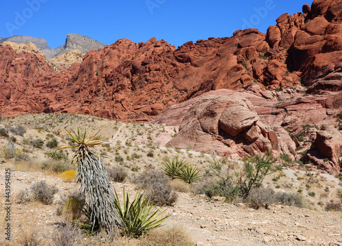 Photography the  colorful, eroded rocks of red rock national conservation area and yucca pla