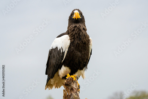 Steller s sea eagle sits on a stump against the background of blue sky. The bird of prey looks to the left  The bird of prey looks to the left.