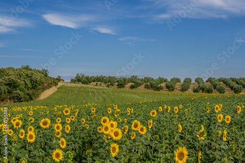 Sunflower field in front of an olive tree plantation in the Alpes de Hautes Provence in Valensole