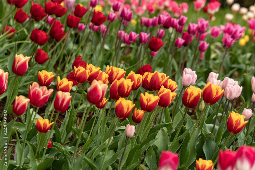 A row of orange-yellow tulips on a background of forest and pink tulips.