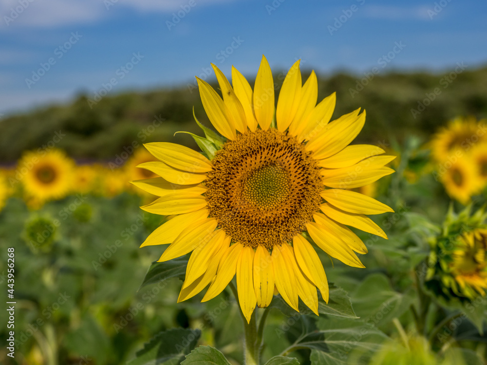 Sunflower in a field in Provence