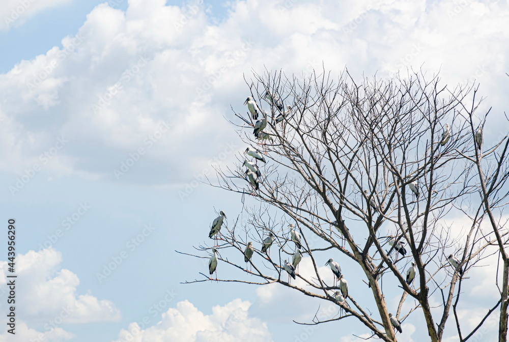 Obraz premium The flock of Asian openbill on the tree in the autumn.