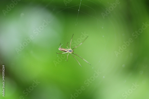 Wallpaper Mural tetragnatha extensa spider macro photo Torontodigital.ca