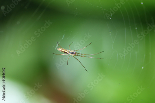 Wallpaper Mural tetragnatha extensa spider macro photo Torontodigital.ca