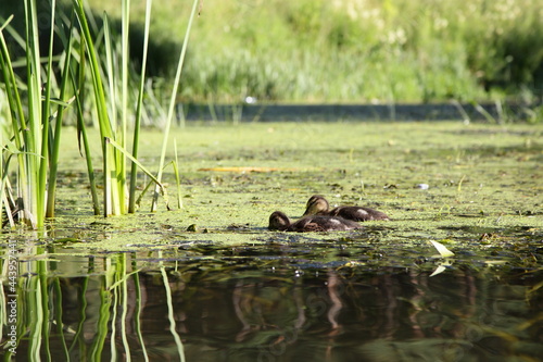 Small wild ducklings swims in the green mud in a pond on the swampy water among the reed grass blades, European waterfowl birds © Ilya