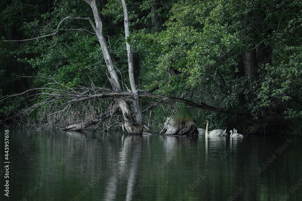 swans on the pond swans on the pond