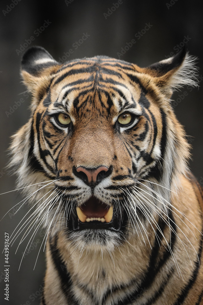 Fototapeta premium Tiger