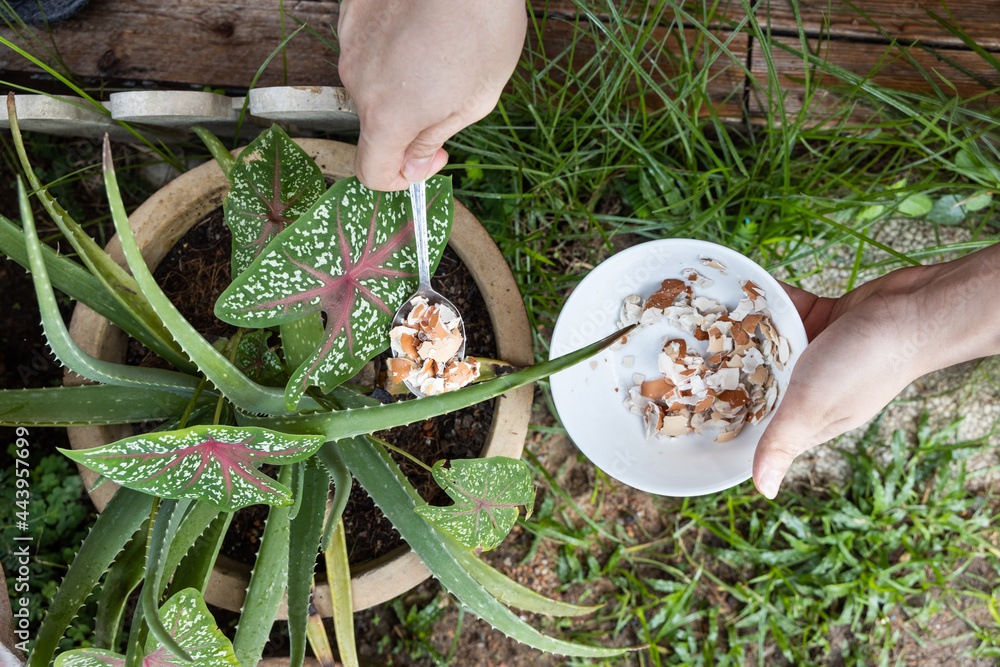 Overhead view of person feeding crushed egg shell as natural organic  fertilizer to aloe vera plant in garden foto de Stock | Adobe Stock