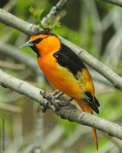 Φωτογραφία colorful male bullock's oriole perched on the branch of  an ash tree in early su
