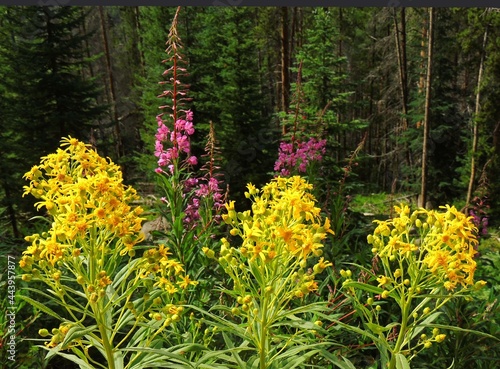  fireweed  and yellow aster wildflowers in the forest near piney lake, near vail, colorado      photo