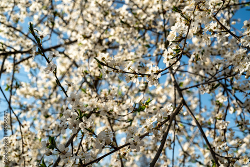 Close-up of blossoms and branches of flowering fruit trees, probably sloes/blackthorn, (could also be apple or cherry trees), Süntel, Lower Saxony, Germany.