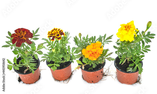 Tagetes patulas in studio