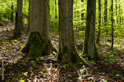 Trees with fresh green foliage in a beech forest in spring  near Polle  Weserbergland  Lower Saxony  Germany.