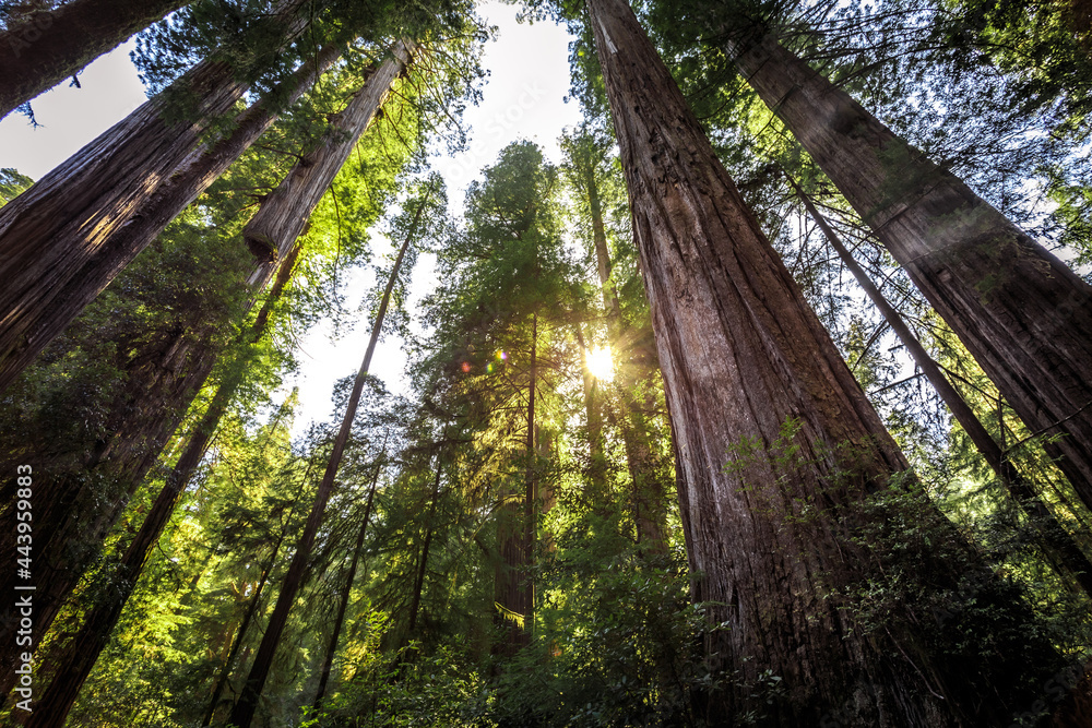 Fototapeta premium Afternoon Light on the Redwoods, Jedediah Smith State Park, Redwoods National Park, California