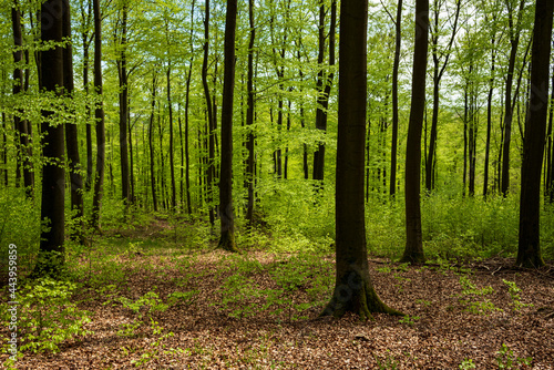 Lush beech forest with green leaves in springtime  near Polle  Weserbergland  Lower Saxony  Germany.