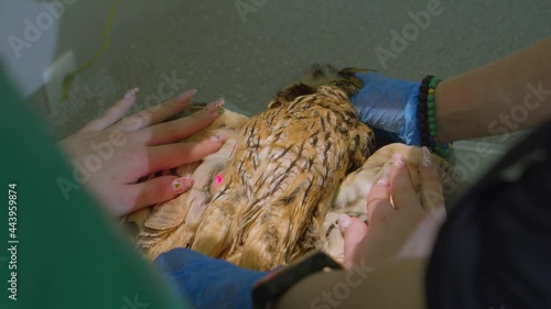 X-ray examination of an owl in a veterinary clinic. photo