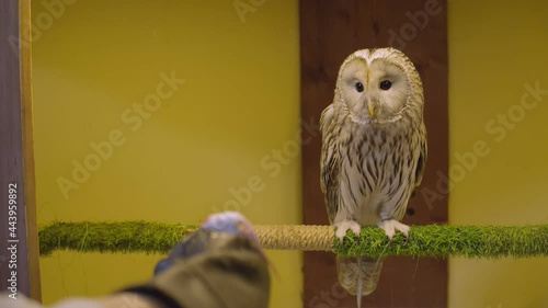 Feeding the owl. Owl Zoo Theater, where visitors can visit the society of owls.