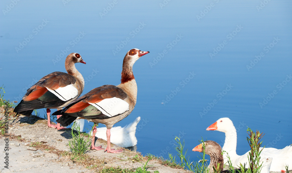 Obraz premium close up of beautiful egyptian gooses with beautiful colors standing in front of the Meuse river in Europe in summer season.