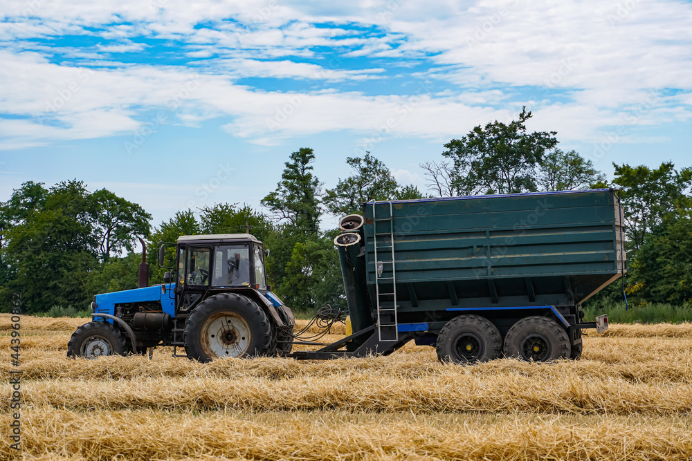 Obraz premium Agricultural transport in the field. Harvesting golden wheat.