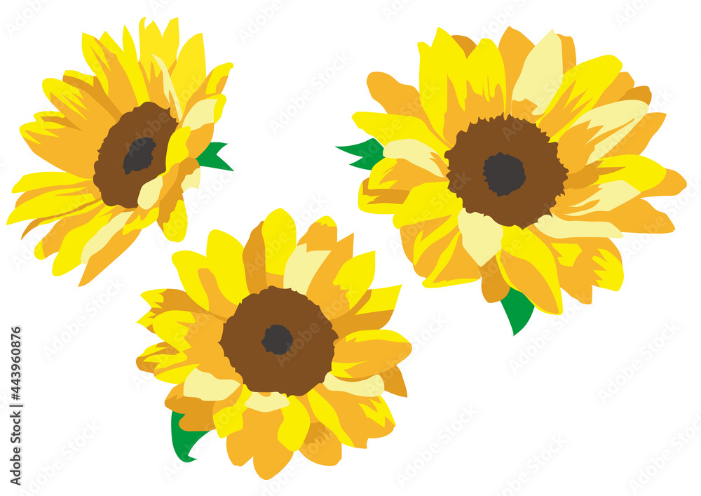 Obraz premium 向日葵の花