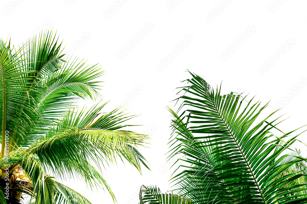 Naklejka premium palm tree isolated on white