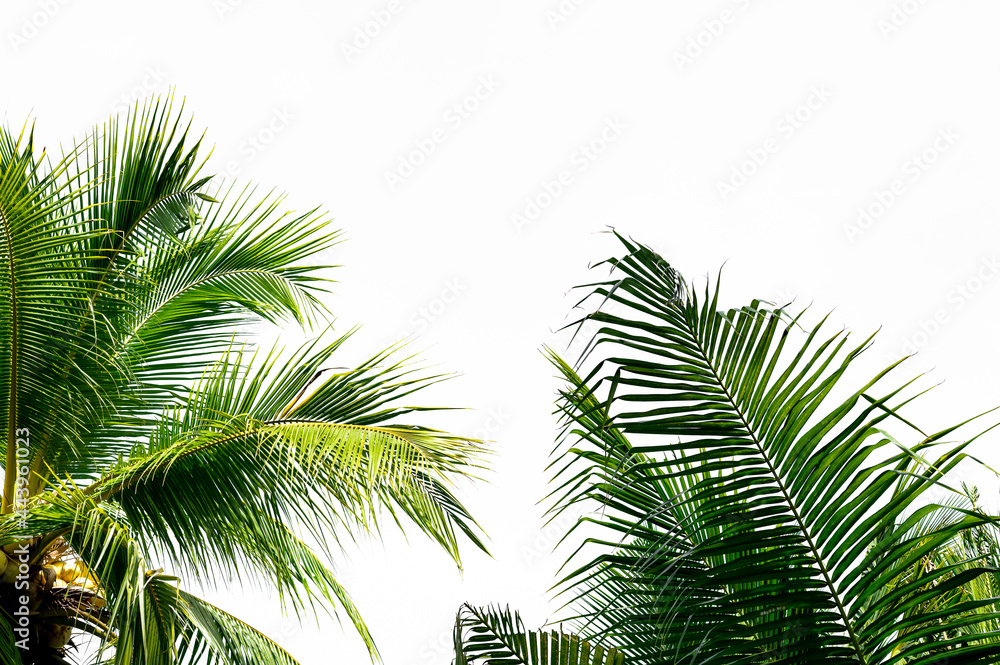 Fototapeta premium palm tree isolated on white