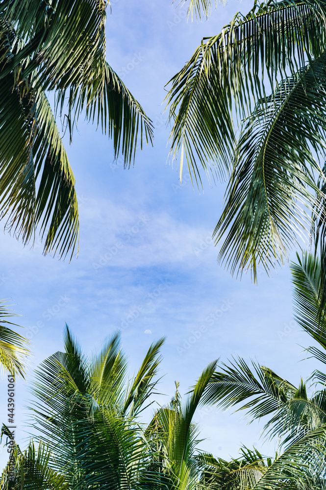 Naklejka premium palm trees on blue sky